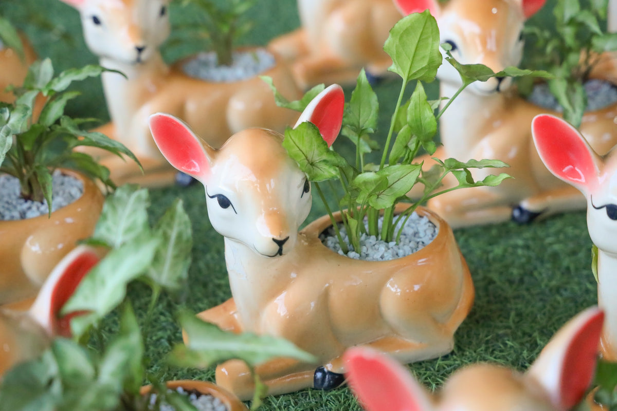 Plants