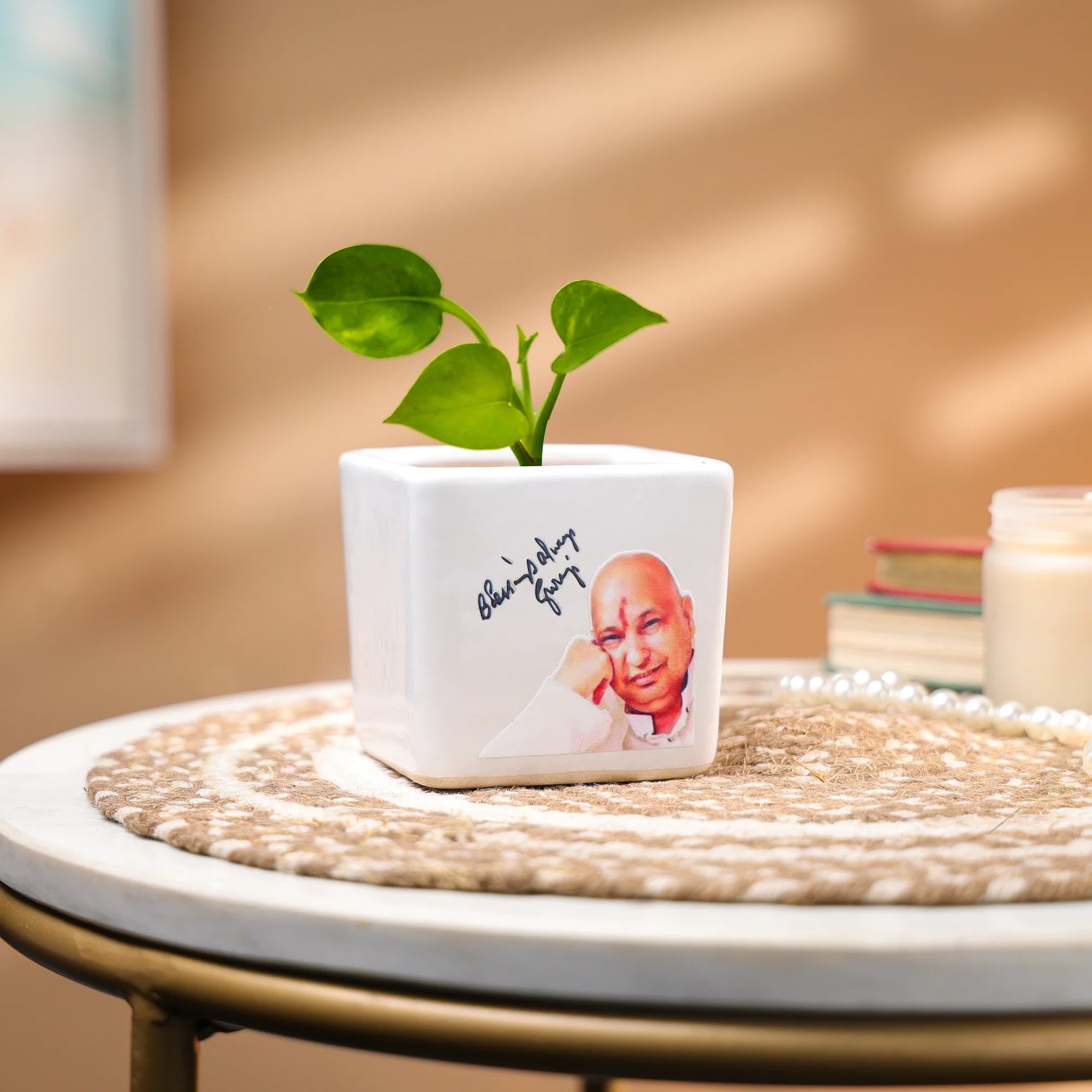 Money Plant in a Ceramic Pot - Indoor Prosperity & Air-Purifying Plant