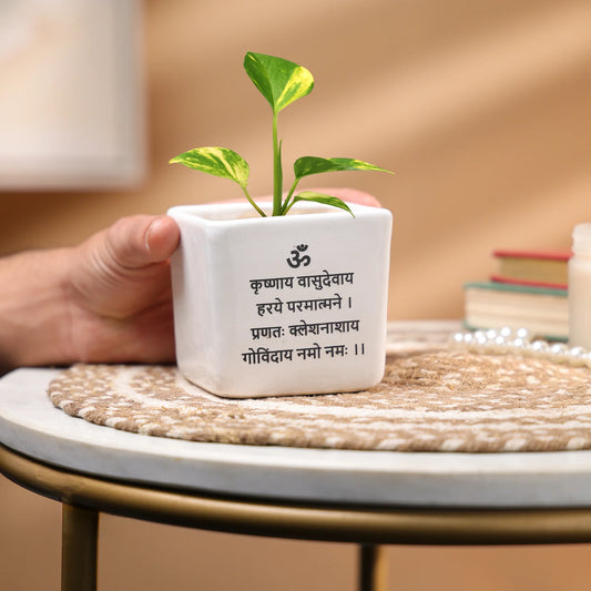 Money Plant in a Ceramic Pot - Indoor Prosperity & Air-Purifying Plant