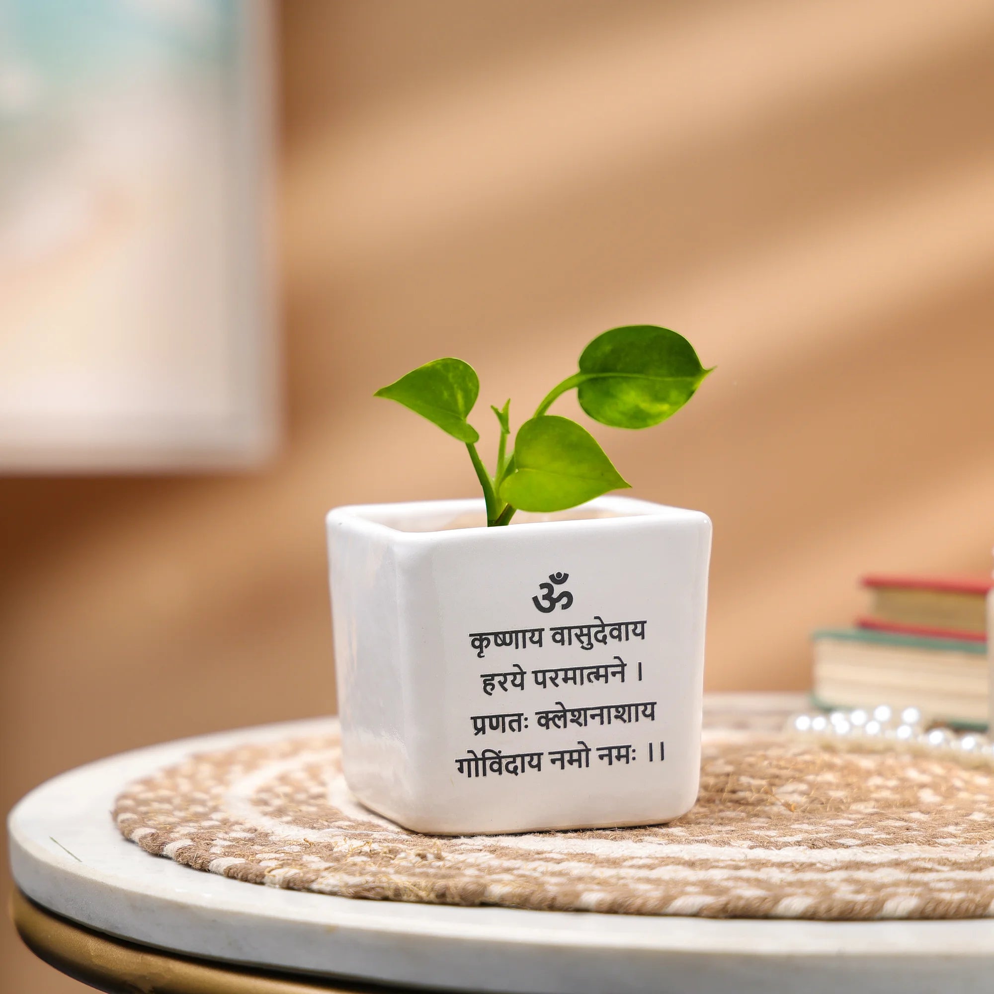 Money Plant in a Ceramic Pot - Indoor Prosperity & Air-Purifying Plant