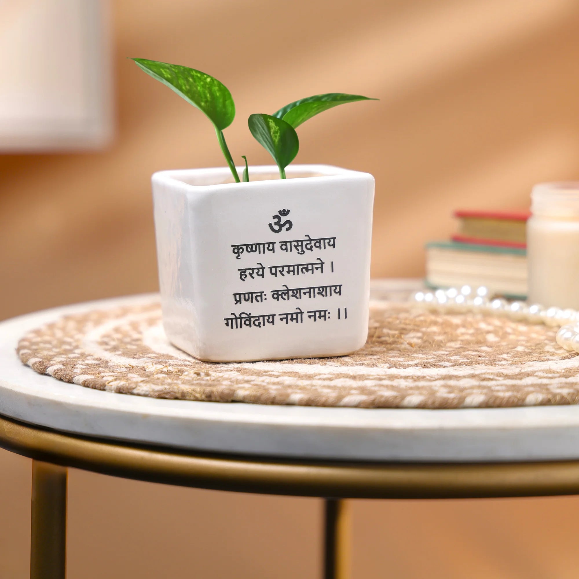 Money Plant in a Ceramic Pot - Indoor Prosperity & Air-Purifying Plant