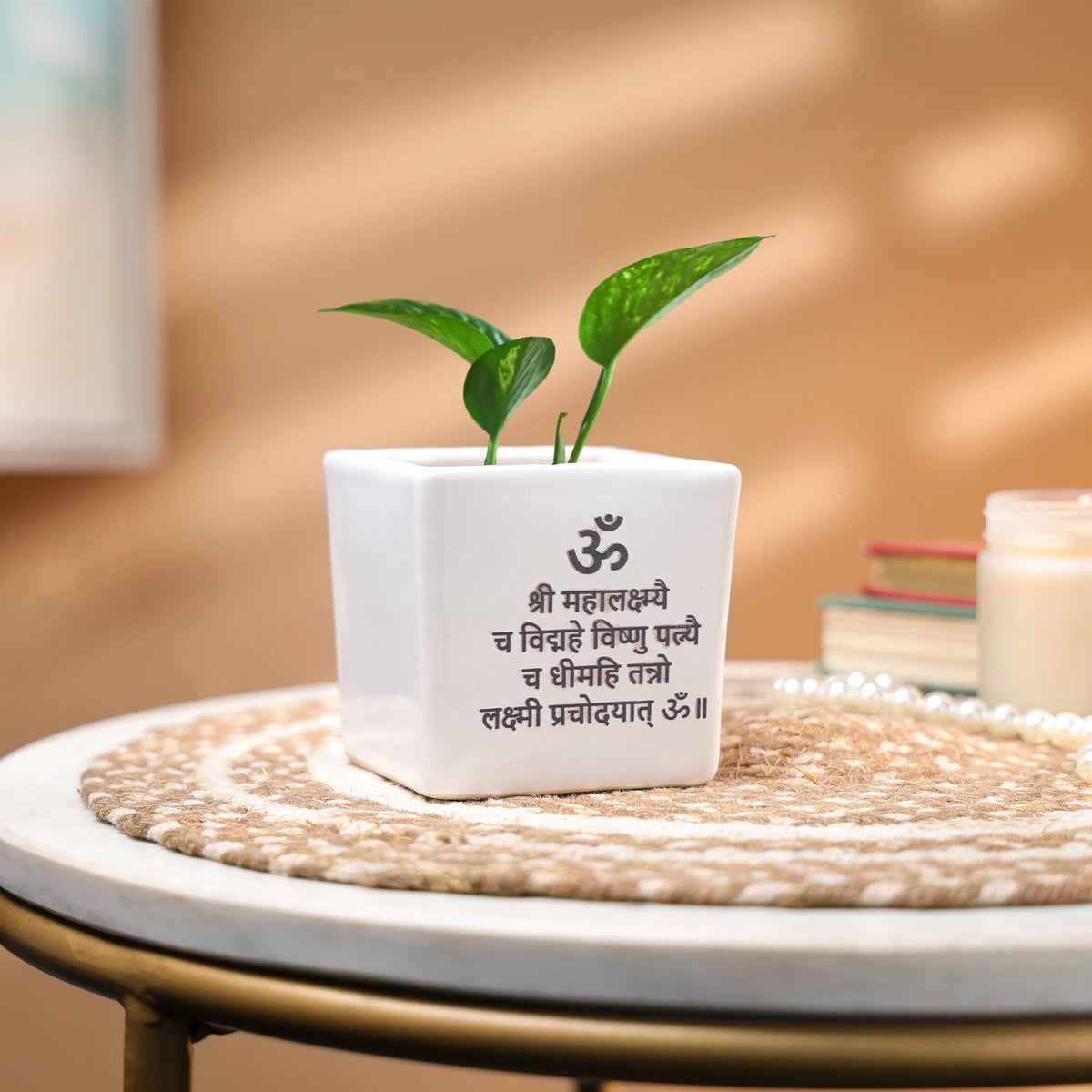 Money Plant in a Ceramic Pot - Indoor Prosperity & Air-Purifying Plant