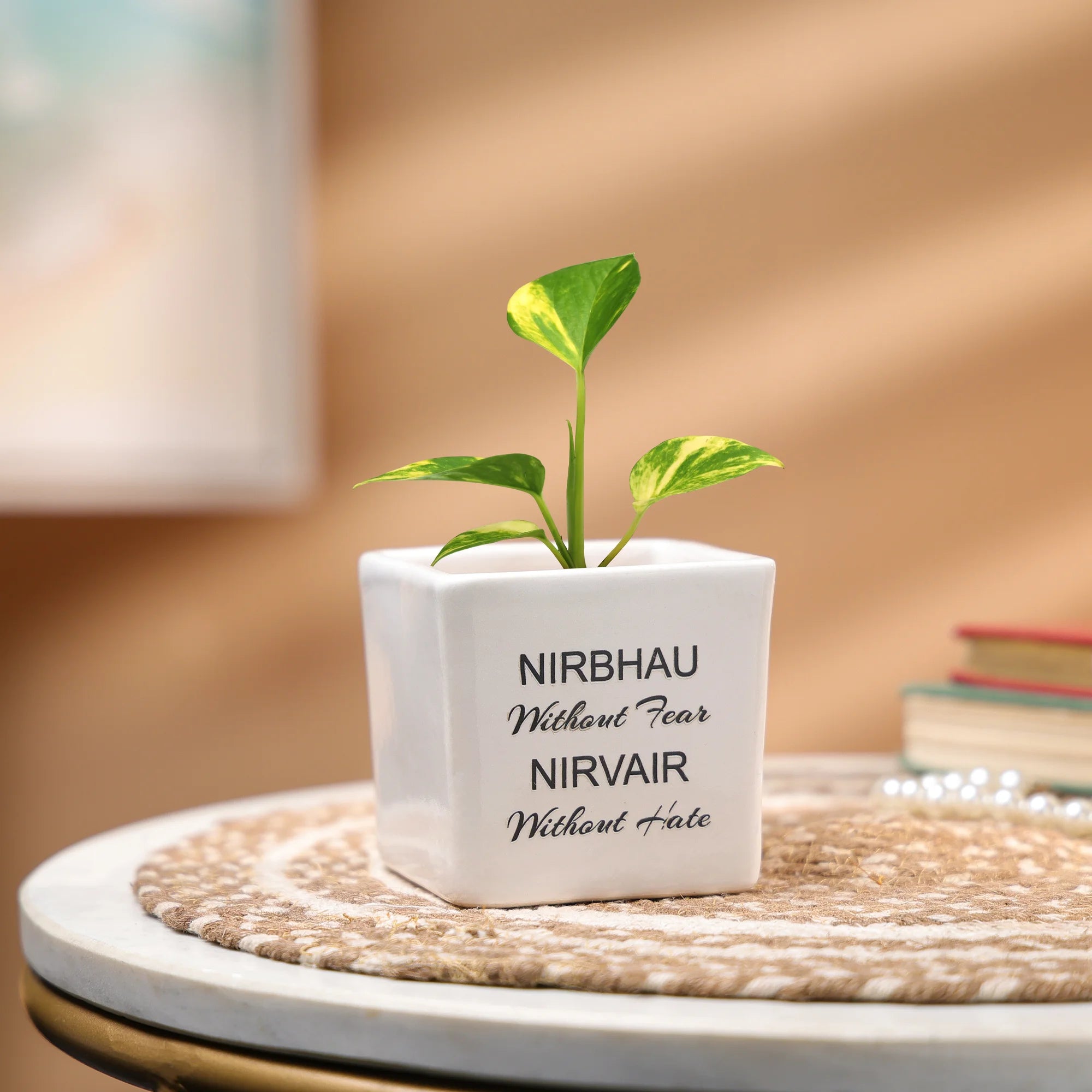 Money Plant in a Ceramic Pot - Indoor Prosperity & Air-Purifying Plant